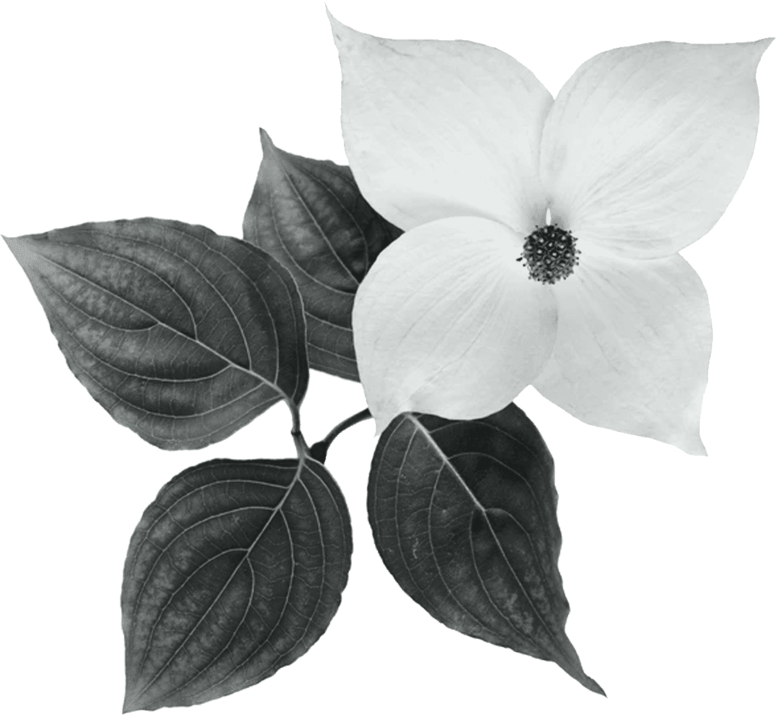 flower sketch illustration