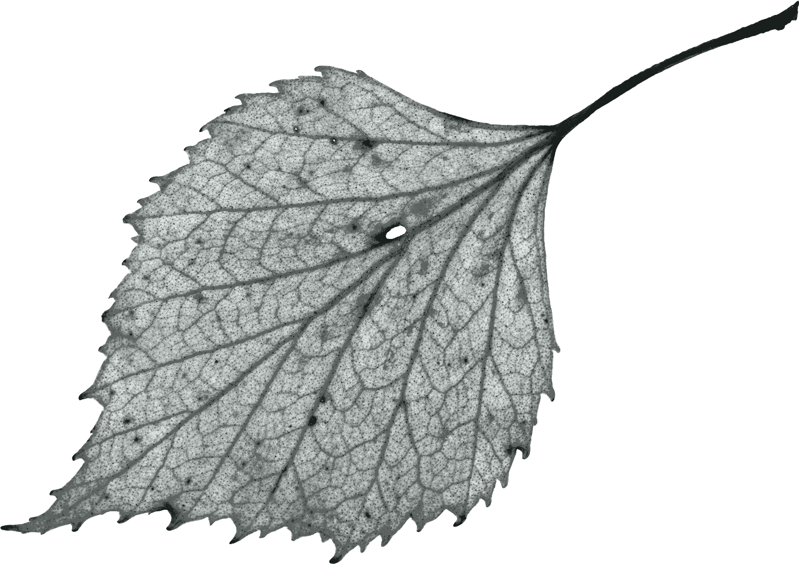 leaf illustration