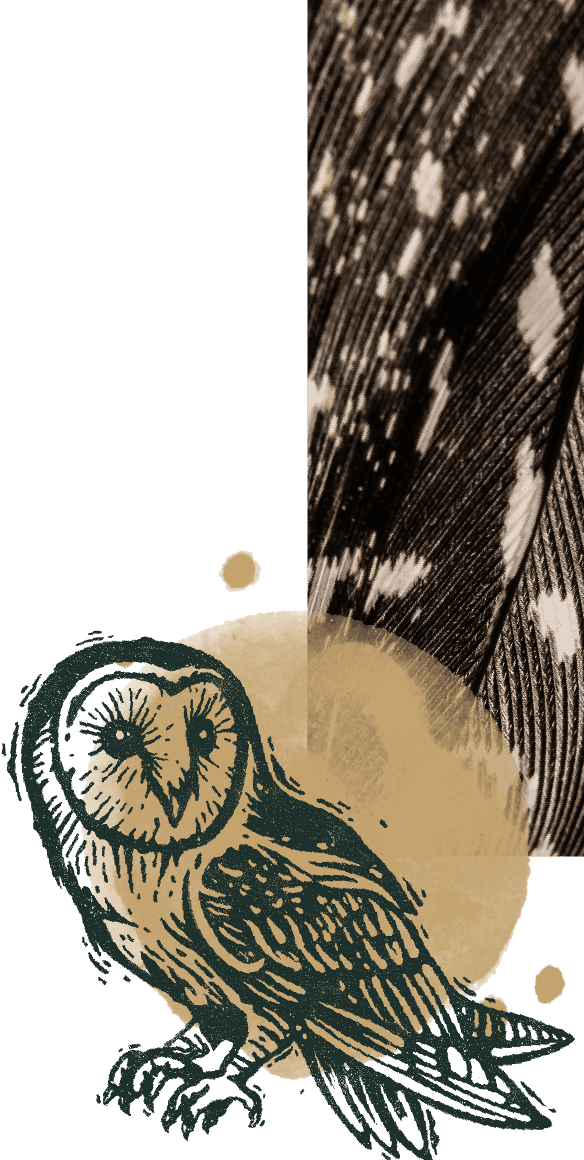 collage design with owl illustration wood stamp print style and photo of feather textures